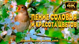 Пение Соловья И Буйство Красок Цветов - Приблизят Наступление Лета И Обеспечит Хорошее Настроение.