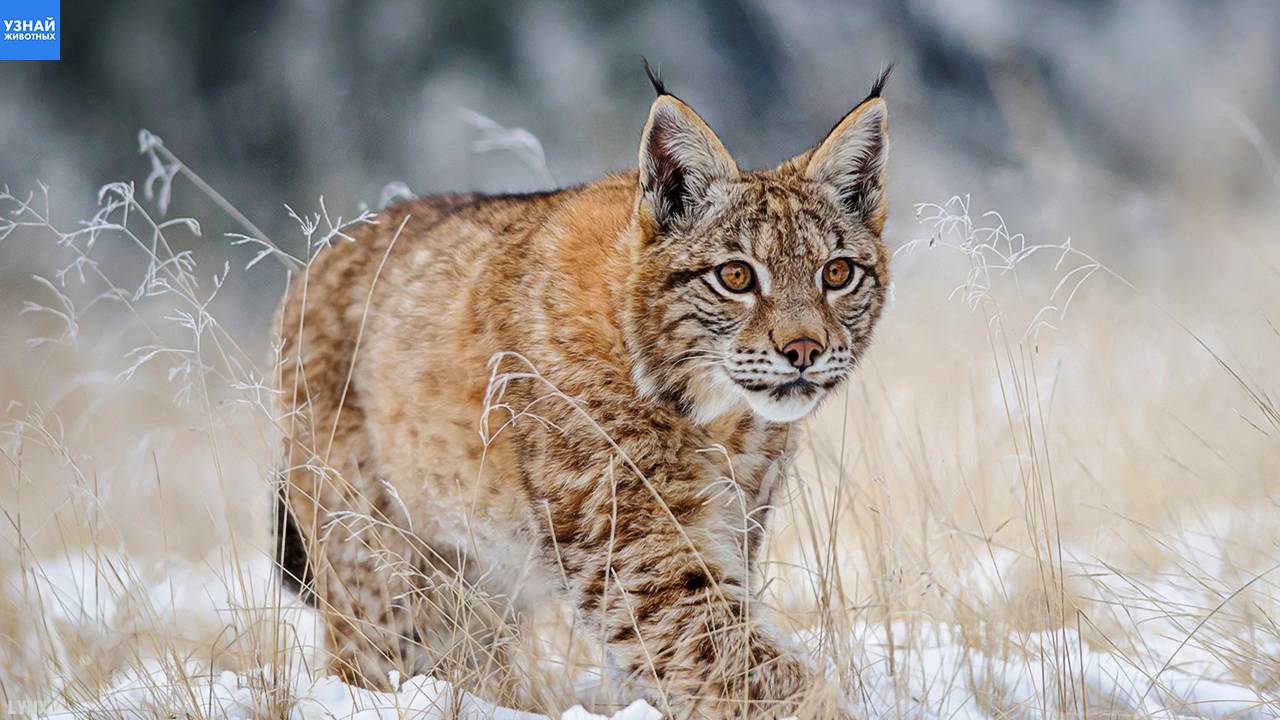 РЫСИ — Беспощадные Хищники! Рысь Против Волка, Бобра, Оленя, Белки, Зайца, Козла! смотреть онлайн