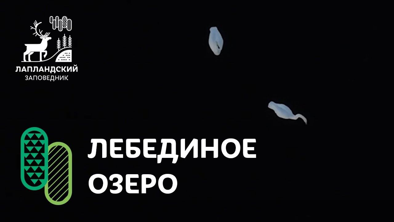 Лебеди смотреть онлайн