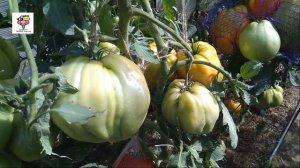 Очень необычный томат Польская слива тетушки Сварло