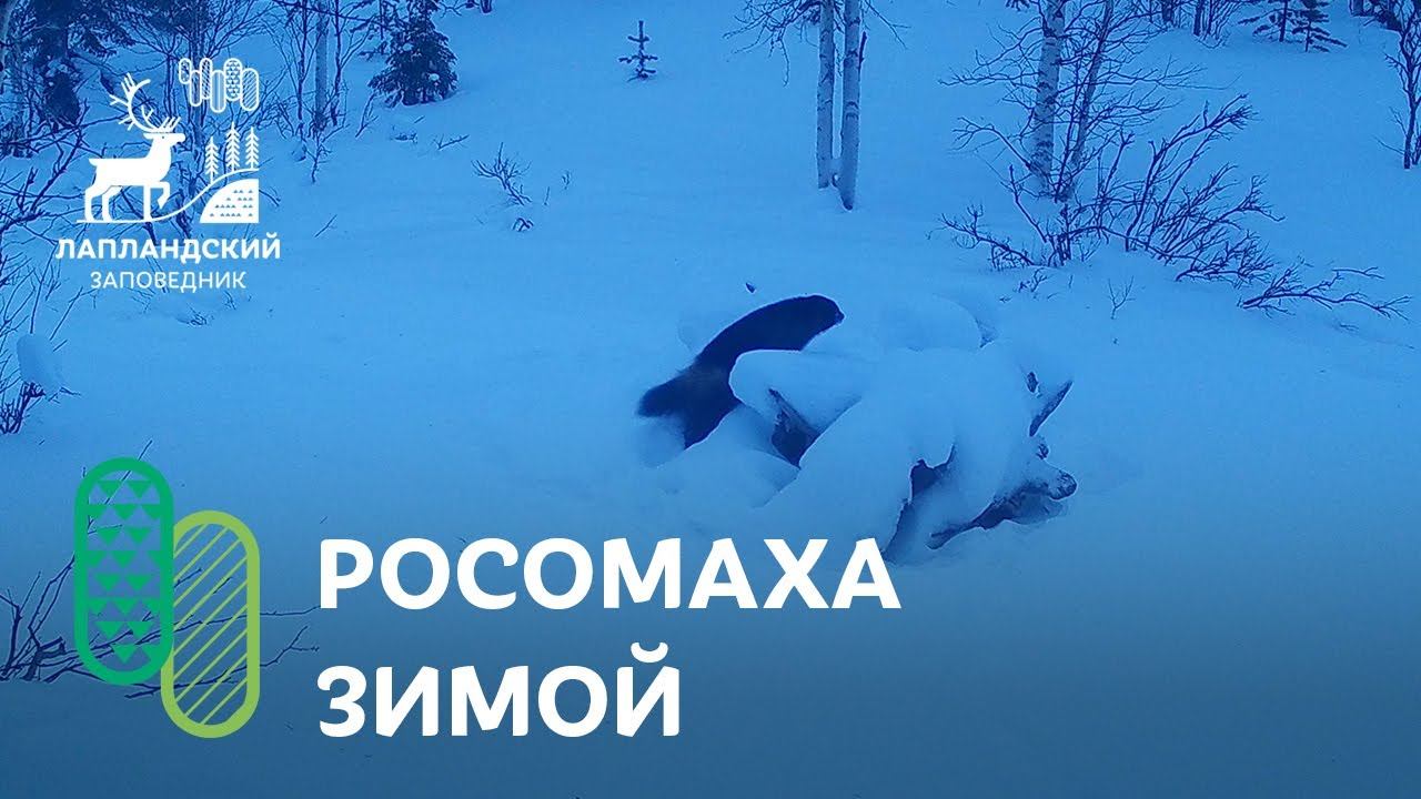 Росомаха зимой. Фотоловушка Лапландского заповедника смотреть онлайн