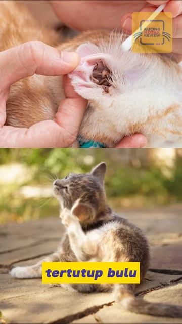 OTITIS PADA KUCING #catlover #otitis #kucingviral #kucinglucu #fypシ смотреть онлайн