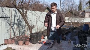 Привить 100 яблонь - легко! Как я делаю прививку саженцев в контейнерах и что для этого нужно. 2024