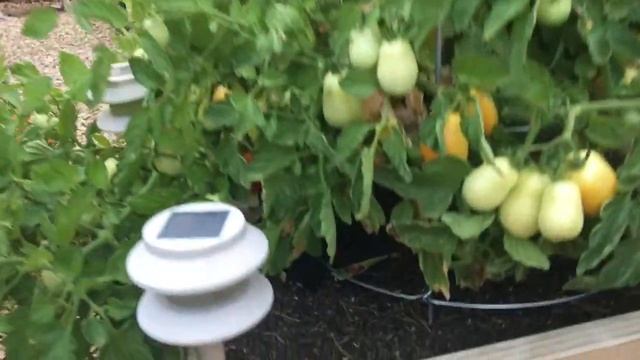 Garden Diary June 19, 2017 смотреть онлайн