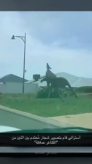 معركة قائمة بين عمالقة الكنغر смотреть онлайн