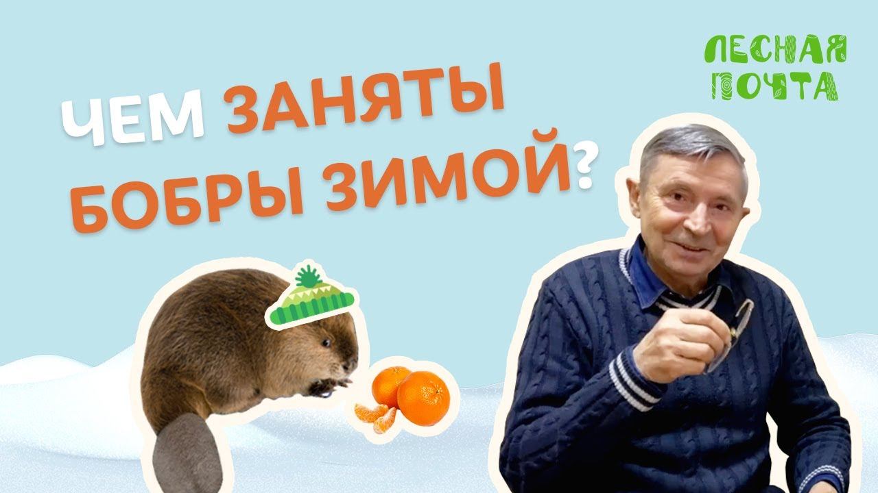 Лесная почта — Чем заняты бобры зимой? Геннадий Катаев смотреть онлайн
