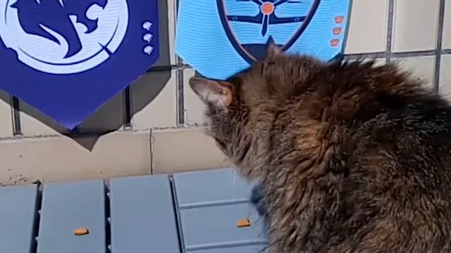 The Predictor Cat! - OWL смотреть онлайн