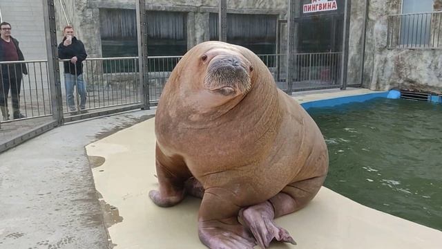 С 8 Марта 🌹🌹милые дамы 😘 Парк Миниатюр 🌲 Морж Салтан смотреть онлайн