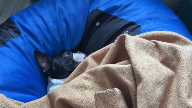 У собаки есть лежанка, но смотрите где он спит и храпит щенок Бостон терьер Тайсон смешные животные смотреть онлайн