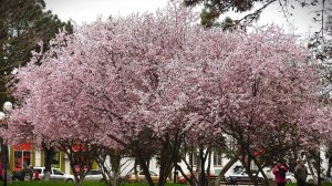 В Керчи цветёт слива Писсарди.