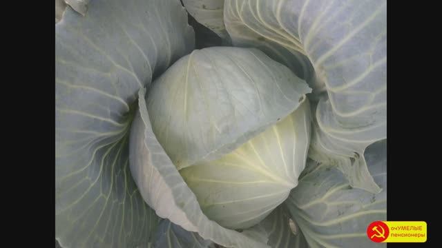 КАПУСТА от посева до уборки - из личного опыта. смотреть онлайн