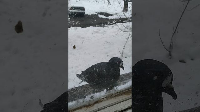 ПТАШЕЧКИ КУШАЮТ ГРЕЧКУ смотреть онлайн