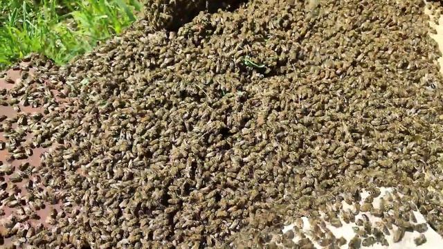 РОЙ 4+ кг (сажаю в улей) смотреть онлайн