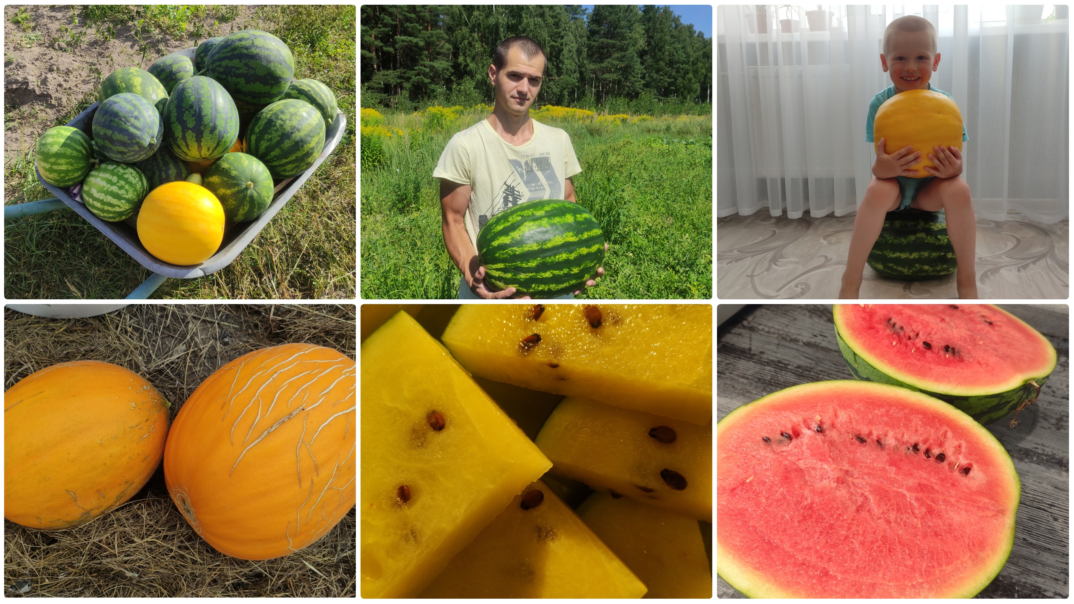 Проращивание и посадка семян арбузов и дынь.Как вырастить арбузы и дыни в средней полосе России. смотреть онлайн