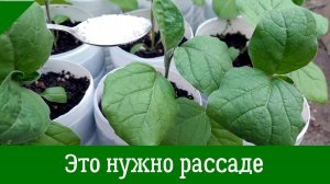 Важная ПОДКОРМКА РАССАДЫ БАКЛАЖАНОВ которую НЕЛЬЗЯ ПРОПУСТИТЬ!
