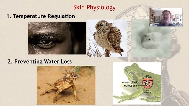 Biology V10.1 Integumentary System смотреть онлайн