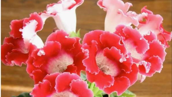 Цветение глоксиний в летний период, выращенных из семян, с названиями смотреть онлайн