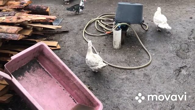 Взвешиваем Бройлера//Жарим шашлык/Полемяш пришёл с садика// смотреть онлайн