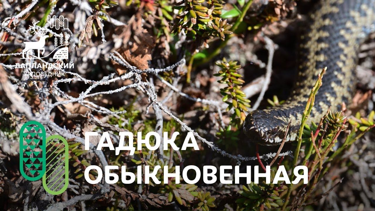 Гадюка обыкновенная смотреть онлайн