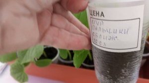 Рассада огурцов  для раннего урожая от 26 марта и как зацвела петуния