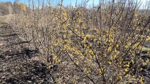 Цветение кизила, еще до апрельских морозов
