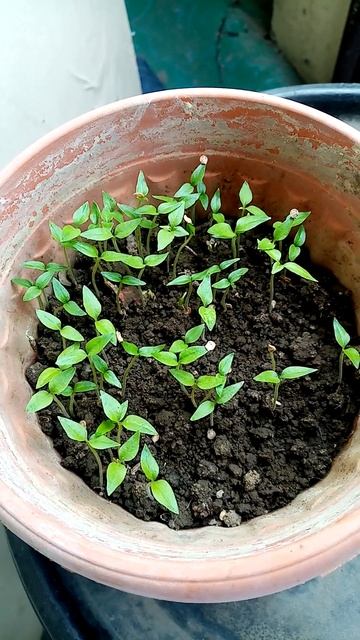 Carolina reaper смотреть онлайн