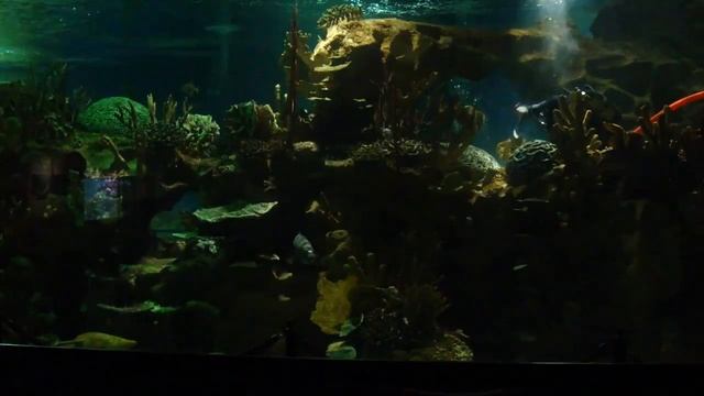 Вид рыб в аквариуме Океанариума. Санкт-Петербург. A type of fish in the Aquarium. Saint-Petersburg. смотреть онлайн