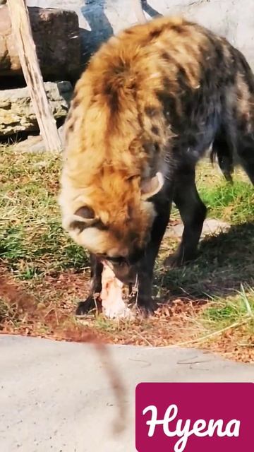 #hyena ... смотреть онлайн
