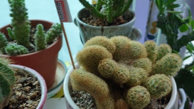 선인장 구경. 쉽게 키울 수 있어요. смотреть онлайн