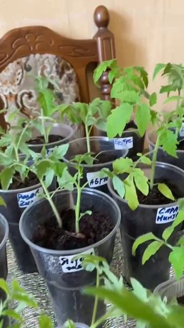 Рассада томатов. Желтеют листья рассады.