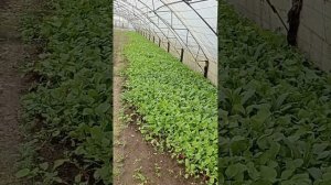 Чем подкармливать редис для хорошего урожая.