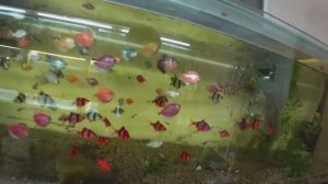 Рыбку на нерест. Будни Аквариумиста.