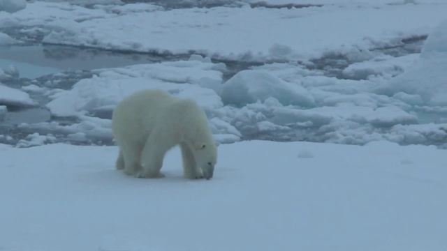 20 minutes Spitsbergen 1080p смотреть онлайн
