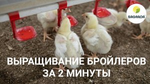 Выращивание бройлеров с 1 дня до забоя. За 2 минуты!