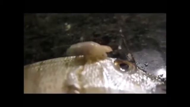 Cymothoa exigua смотреть онлайн