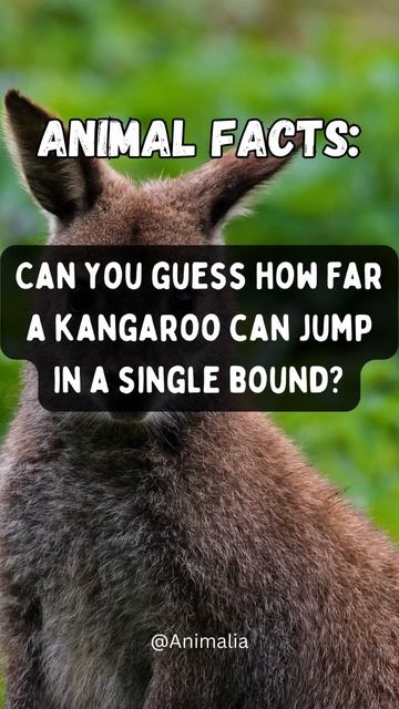 Imagine a Kangaroo coming straight at you full force from that far 😂😂 смотреть онлайн