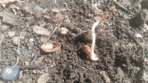 Можно ли вырастить хороший абрикос из косточки Однако какое из него вырастет дерево  большой вопрос