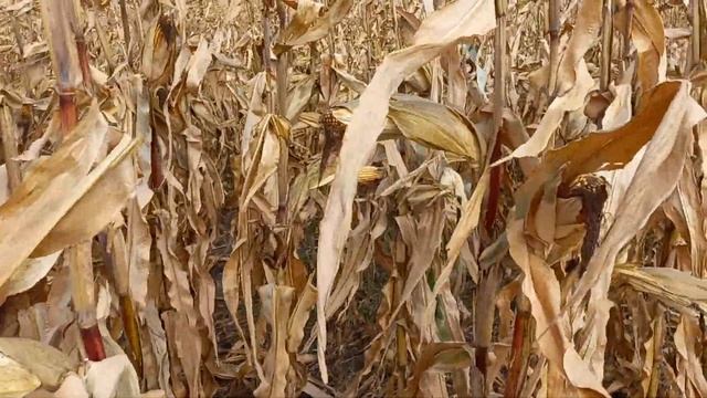 19 ноября 2022 г. смотреть онлайн