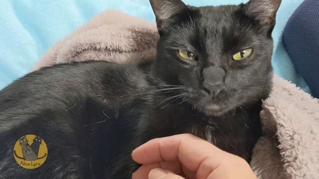 二匹の猫が遊んだ後、私に抱かれる姿がとても愛らしい【保護猫｜アリス｜ライラ｜癒し】 смотреть онлайн