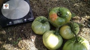 Мой любимчик томат Розовый гигант