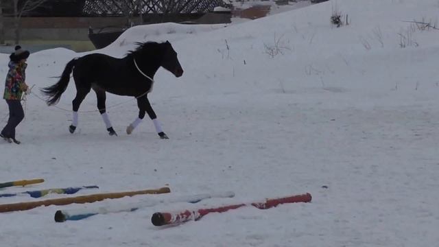 Занятия с лошадью на корде смотреть онлайн