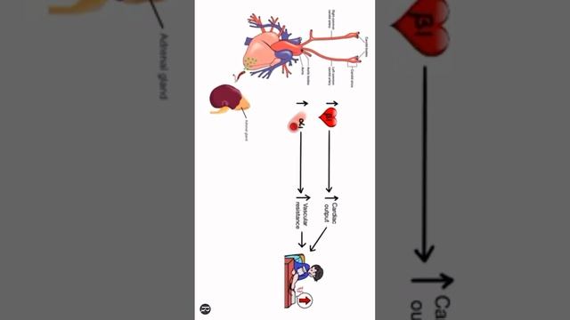 #betablocker #hypertension #syllabus смотреть онлайн