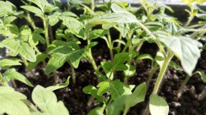 Как сделала я! Рассада овощной и цветочной культуры