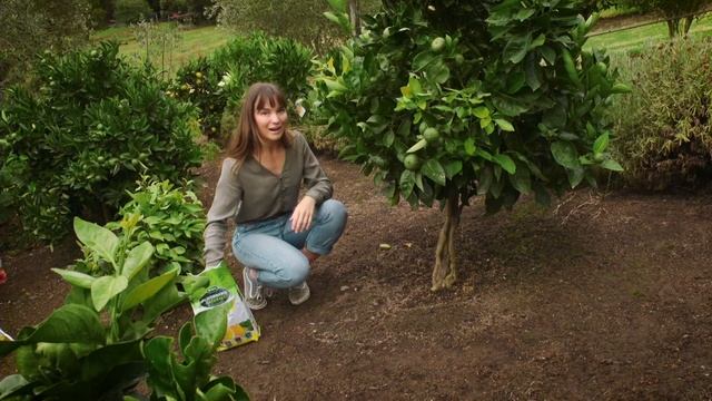 The Garden Gurus - Feeding Your Fruit and Citrus Trees смотреть онлайн