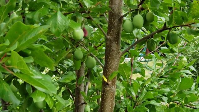 Наш сад. Конец июля. Плоды смотреть онлайн