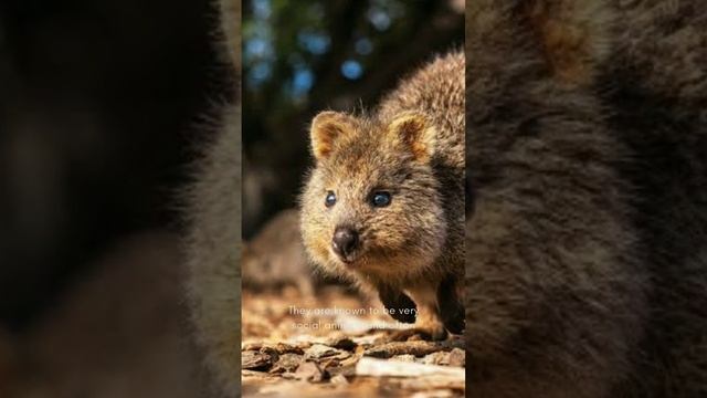 The Friendly and Fascinating Creatures of Western Australia смотреть онлайн