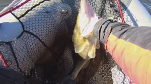 Волчихинское водохранилище (Флюс). Судак, щука, лещ.