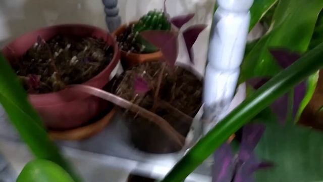 HOUSEPLANT STUDIO TOUR 2019 | 50+ Houseplant Wall In My Art Studio [FALL/WINTER] смотреть онлайн