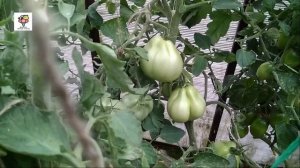 Очень вкусный и урожайный. Томат Пузата Хата