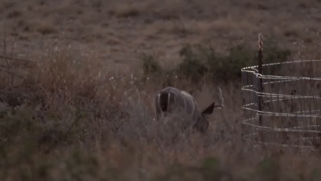 Drew Edward's is looking for an old buck with Field and Stream смотреть онлайн